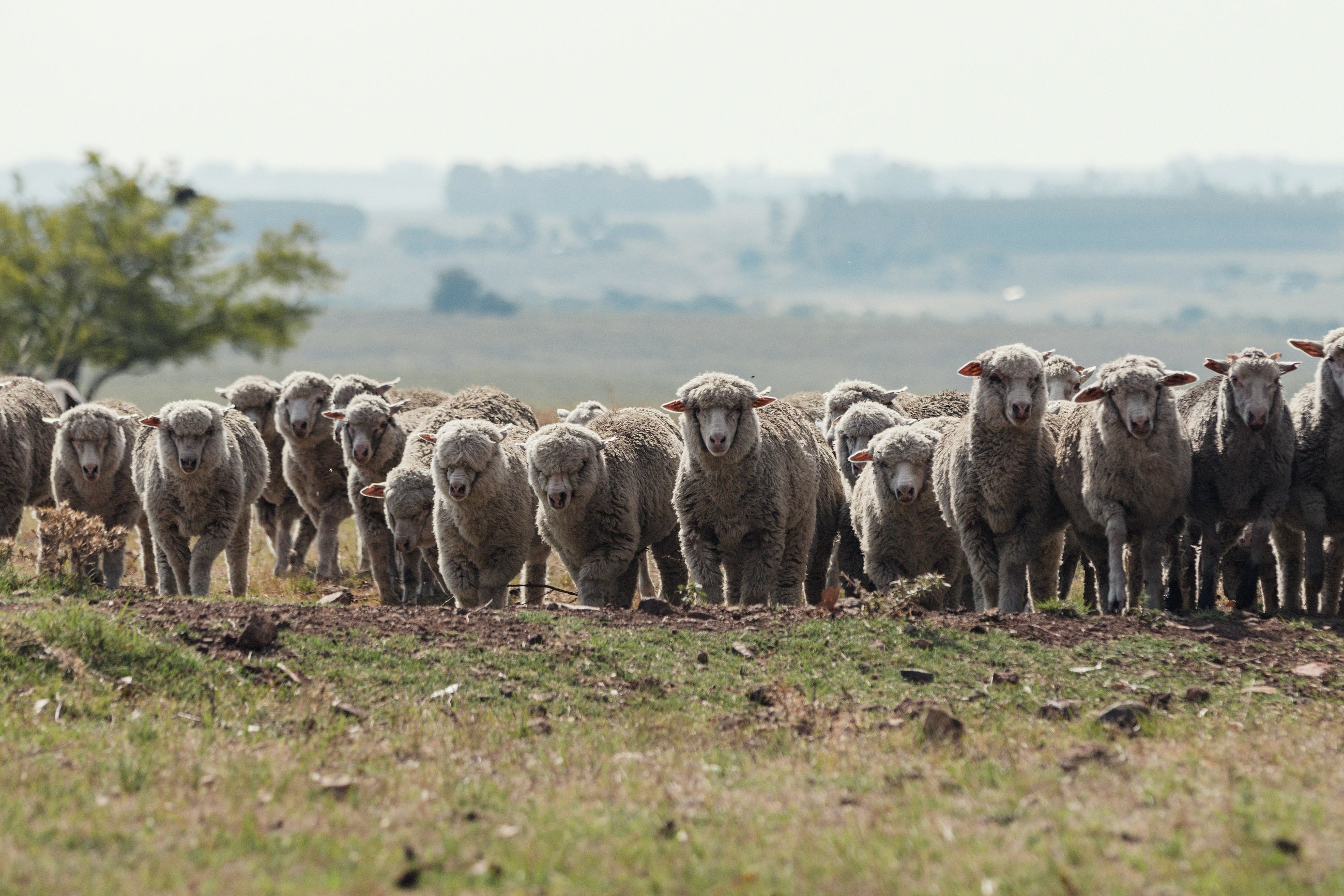 Herd of sheep standing on a grassy field with a blurred landscape in the background