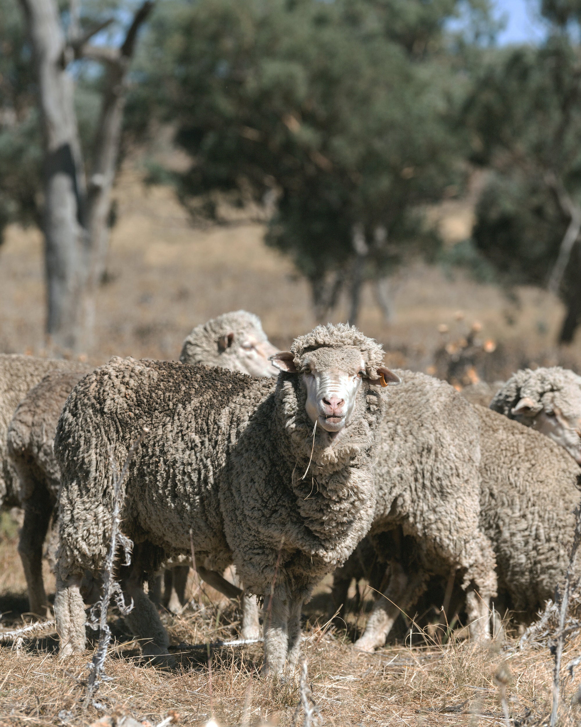 Sheep standing in a field with trees in the background